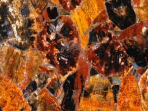 Semi Precious Red Petrified Wood