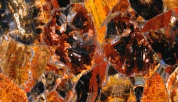 Semi Precious Red Petrified Wood