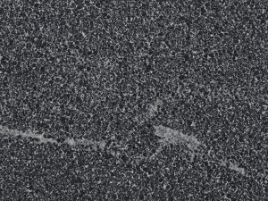 Black Pepper - Image 1