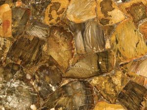 Desert Petrified Wood