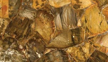 Desert Petrified Wood