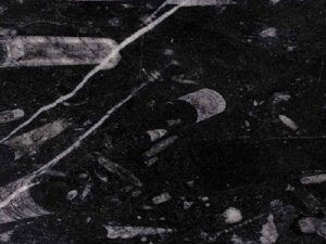 Fossil Black Marble