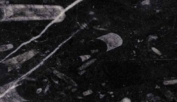 Fossil Black Marble