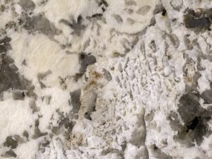 White Nevada - Image 1