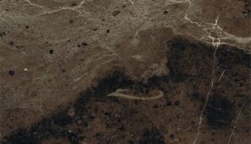 Mystic Brown Marble